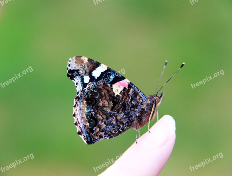 Butterfly Vulcan Nature Insects Lepidoptera