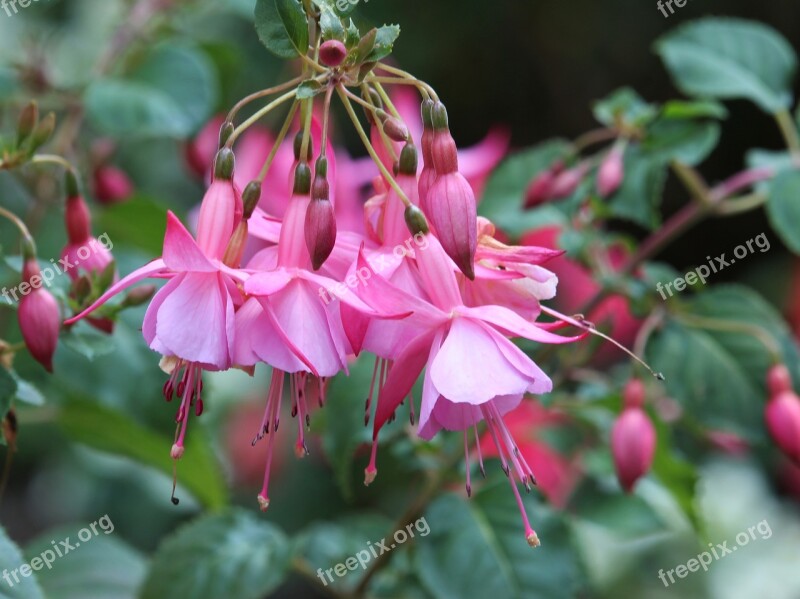 Fuchsia Pink Flowers Garden Floral