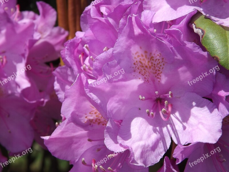 Flowers Nature Pink Summer Bloom