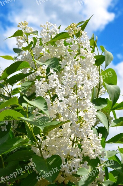 Lilac Flowers White Lilac Spring Nature