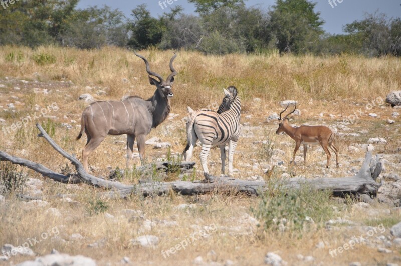 Animals At Water Hole Zebra Kudu Impala Free Photos