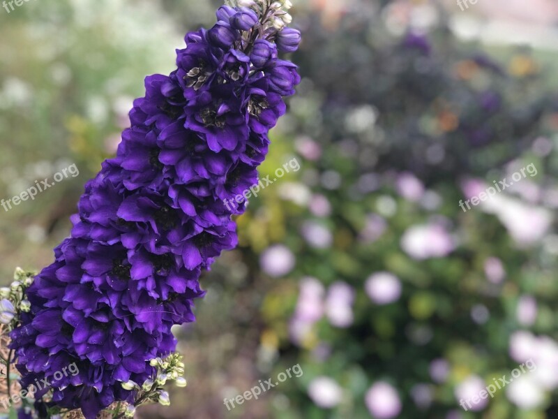 Flower Flowers Purple Bloom Nature Plant