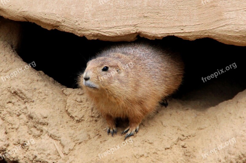 Zoo Marmot Animal Rodent Animal World