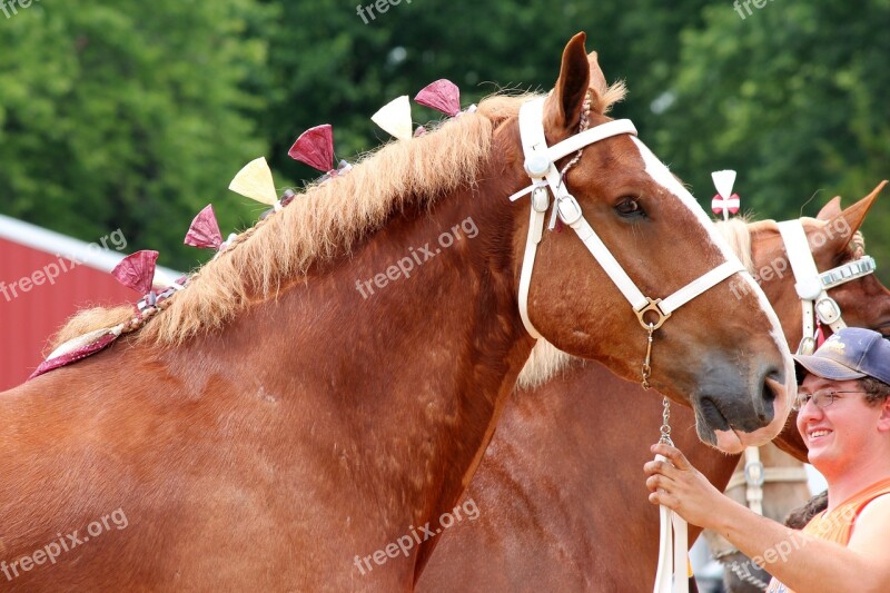 Draft Horse Belgian Animal Mane