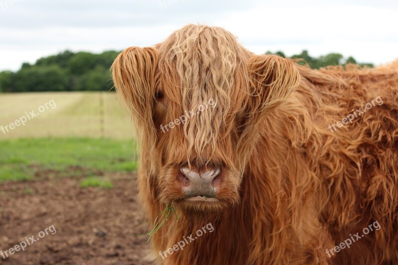 Scottish Cow Animal Highlander Cattle