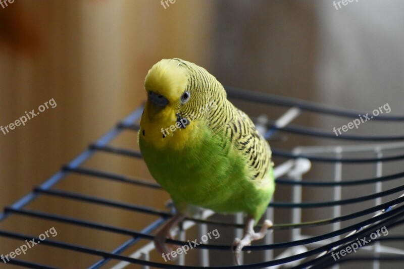 Parrot Birds Bird Plumage Colorful