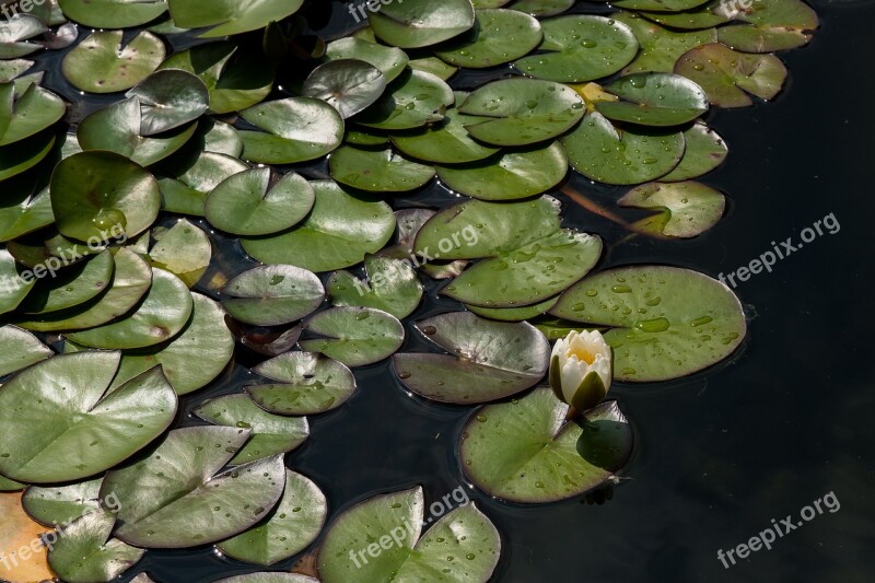 Lily Aquatic Leaf Water Lake