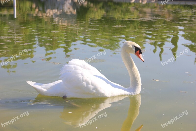 The More White Of The Pond