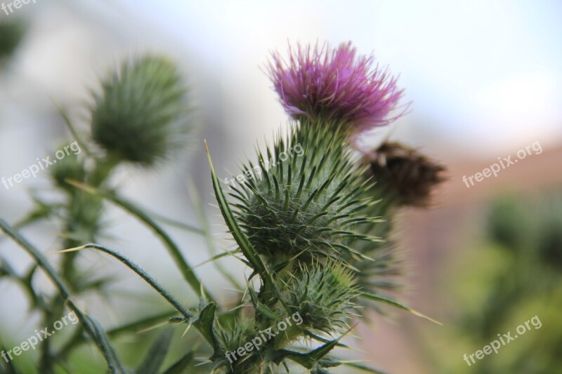 Flowers Spines Summer Plant Natural