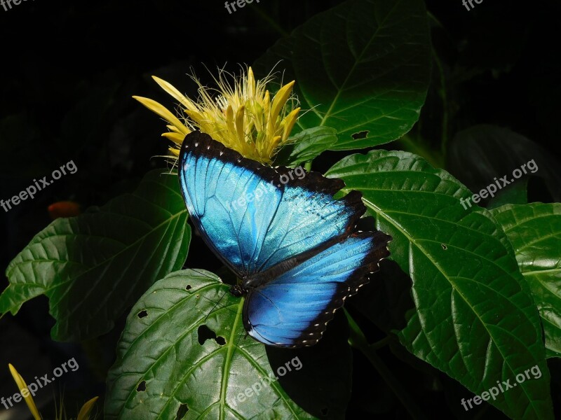 Sky Butterfly Butterfly Blue Wing Exotic