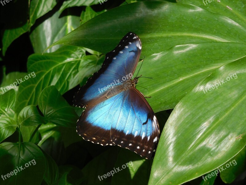 Butterfly Blue Sky Butterfly Close Up Insect