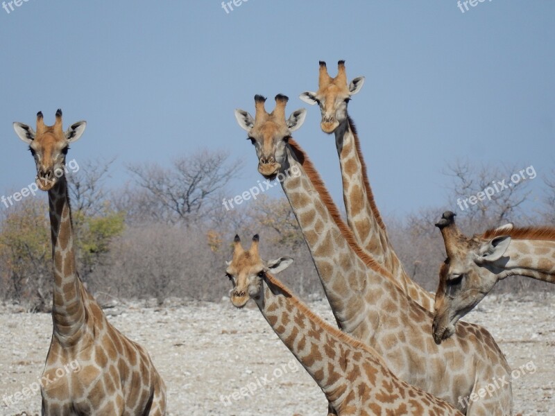 Giraffes Etosha National Park Namibia Safari Wild Animals