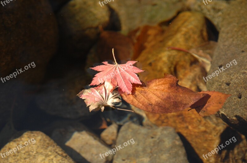 Autumn Leaves Clear Water Valley Quiet Peace