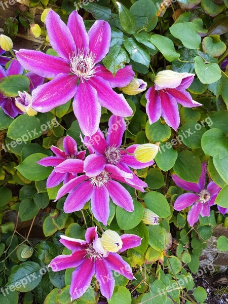 Pink Clematis Plant Bloom Spring