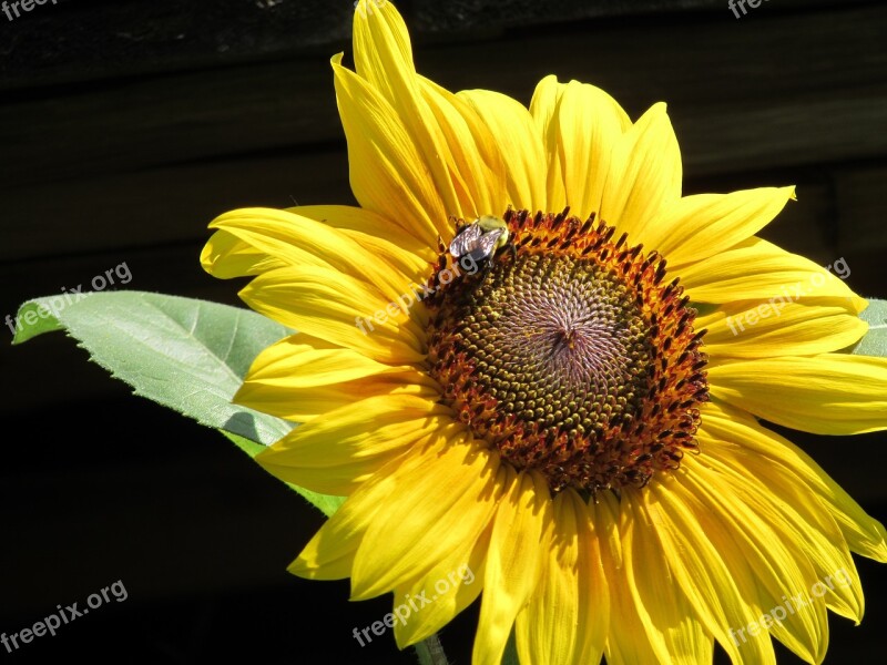 Sunflower Bee Nature Flower Bloom