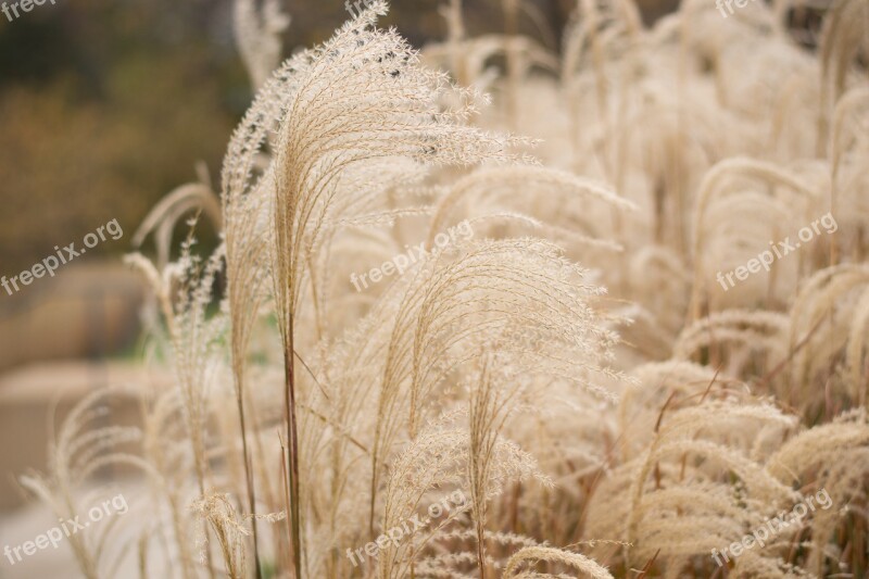 Pampas Grass Brown Fall Free Photos