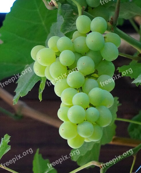 Grapevine The Ripening Of The Grapes Winegrowing Table Grapes Nature