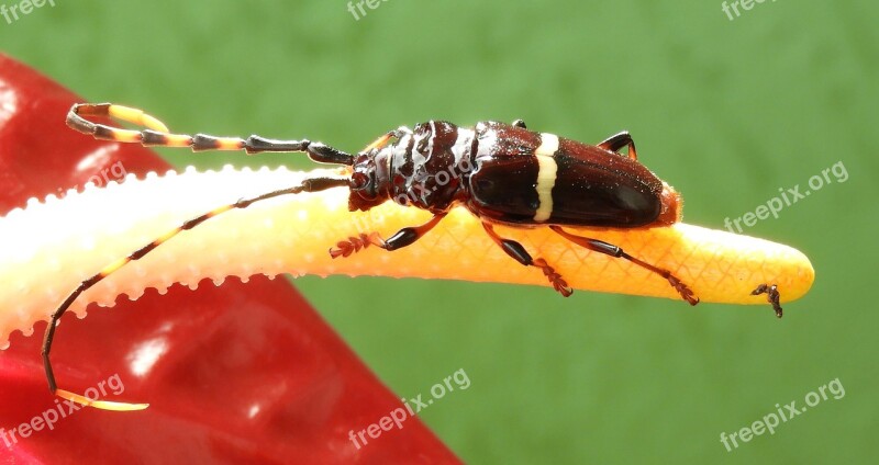 Macro Insect Nature Beetle Armenia