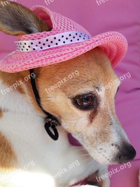 Pink Jackrussell Jack Russell Doggie Dog