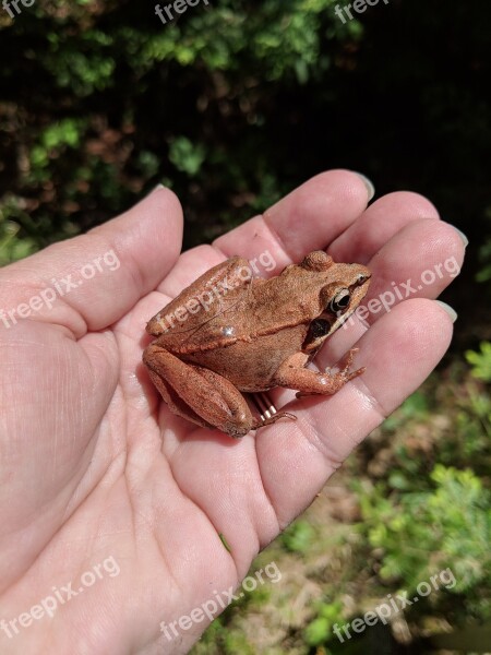 Frog Hand Holding Free Photos