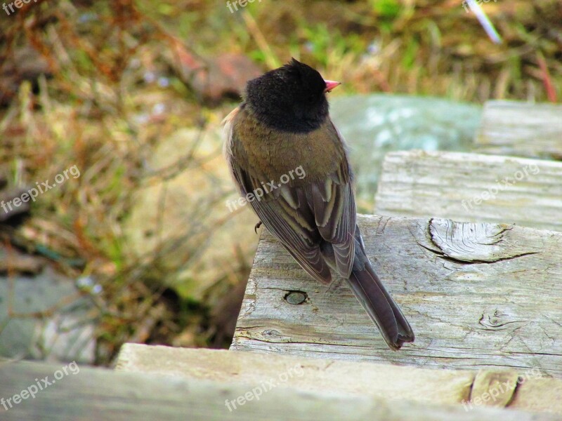 Junco Dark-eyed Dark-eyed Junco Steps Top