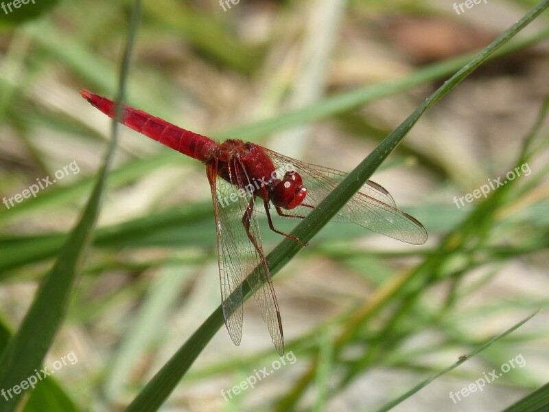 Dragonfly Red Dragonfly Erythraea Crocothemis Leaf Pond