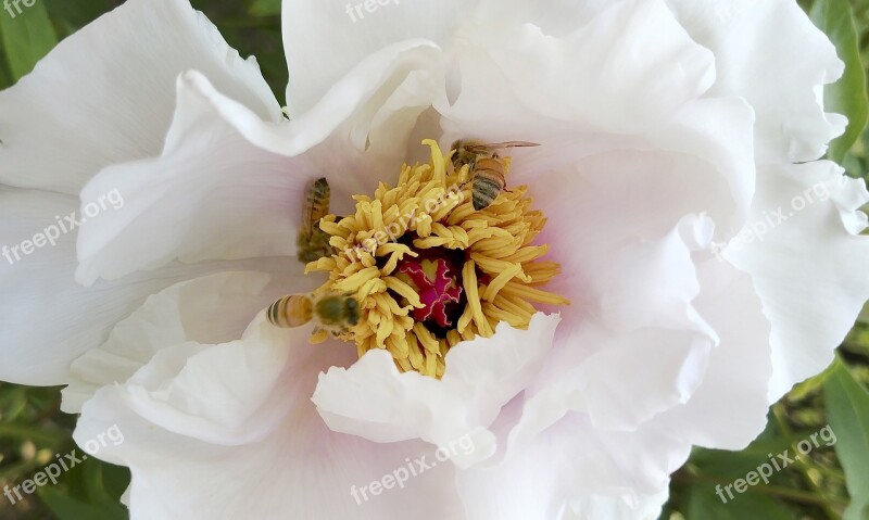 Flowers The White Flower Spring Flowers Bee