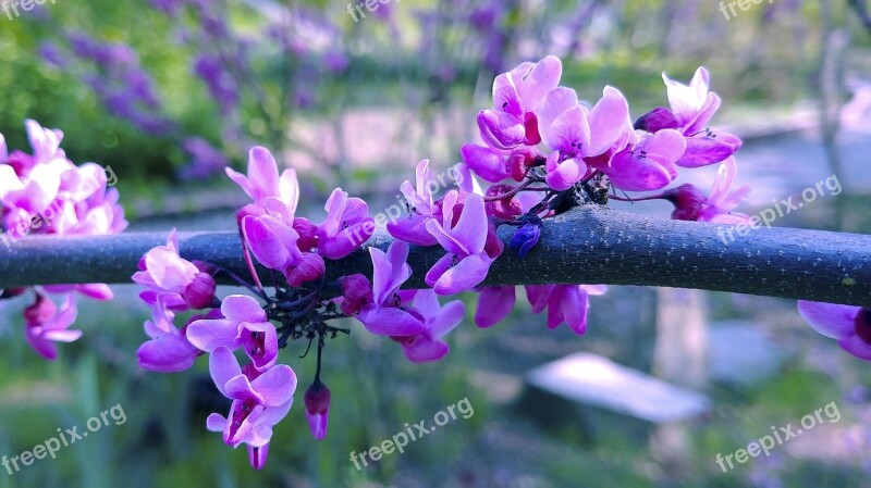 Night To Flower Spring Flowers Purple Flowers Sejong City Forest Museum