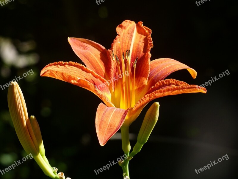 Daylily Flower Garden Summer Orange