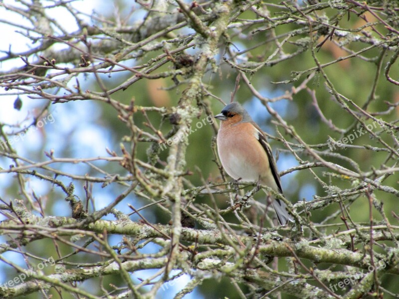 Chaffinch Bird Nature Fink Free Photos