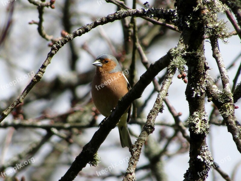 Chaffinch Bird Nature Finch Free Photos