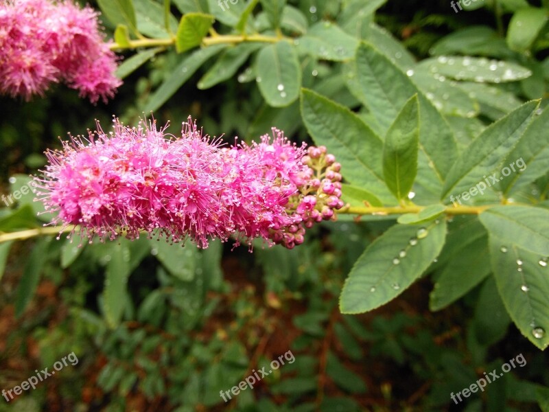 Butterfly Bush Garden Pink Flowers Leaves