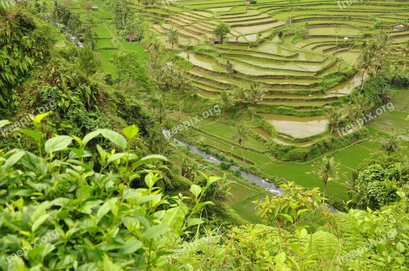 Rice To Bali Landscape Free Photos