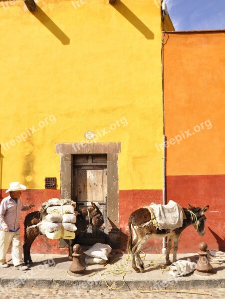 San Miguel De Allende Donkey Mexico Free Photos