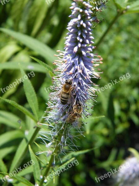 The Bees Flower Macro Purple Grass