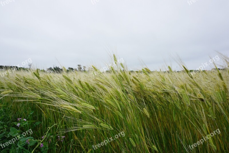 Cheongbori Barley Barley Field Island Jeju Island