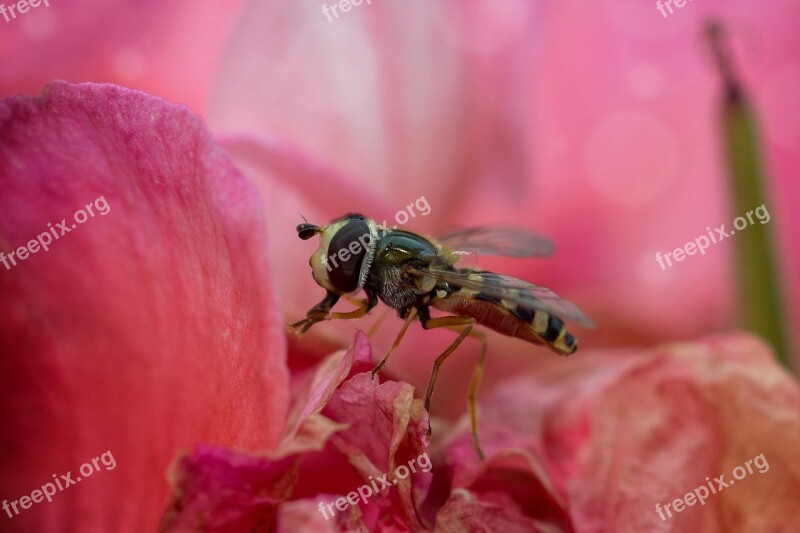 Hover Fly Fly Insect Close Up Macro