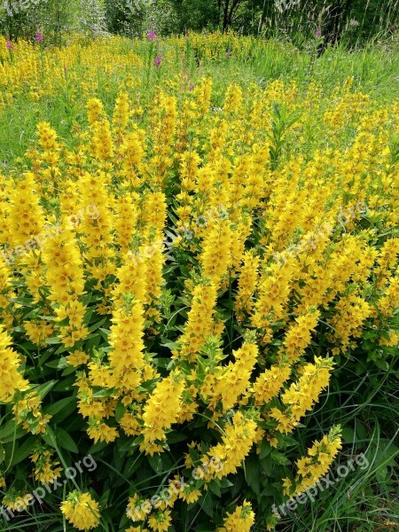 Perennials Yellow Field Blomstereng The Nature Of The