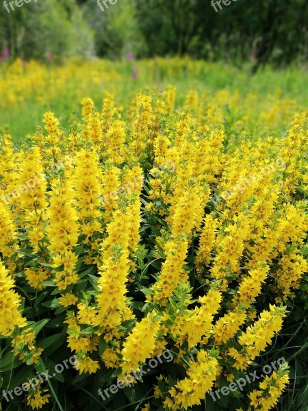 Flower Perennials Yellow Blomstereng Free Photos