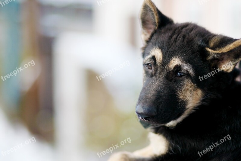 Dog Shepherd Sorrow Animal Head