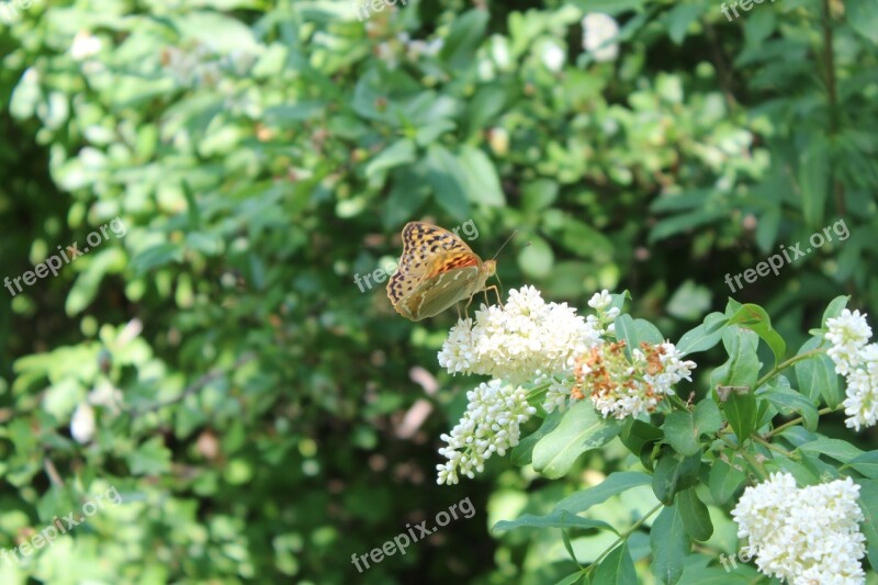 Nature Insect Butterfly Butterflies Macro