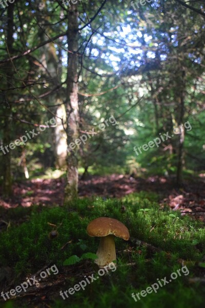 Mushroom Moss Food Nature Green