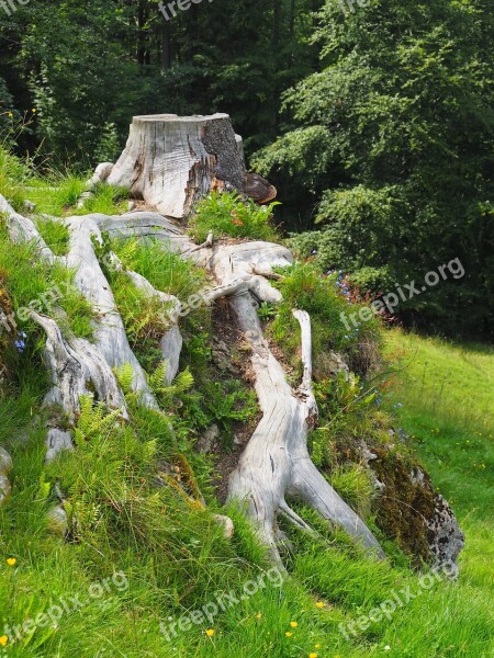 Root Rhizome Nature Rooted Tree Trunk