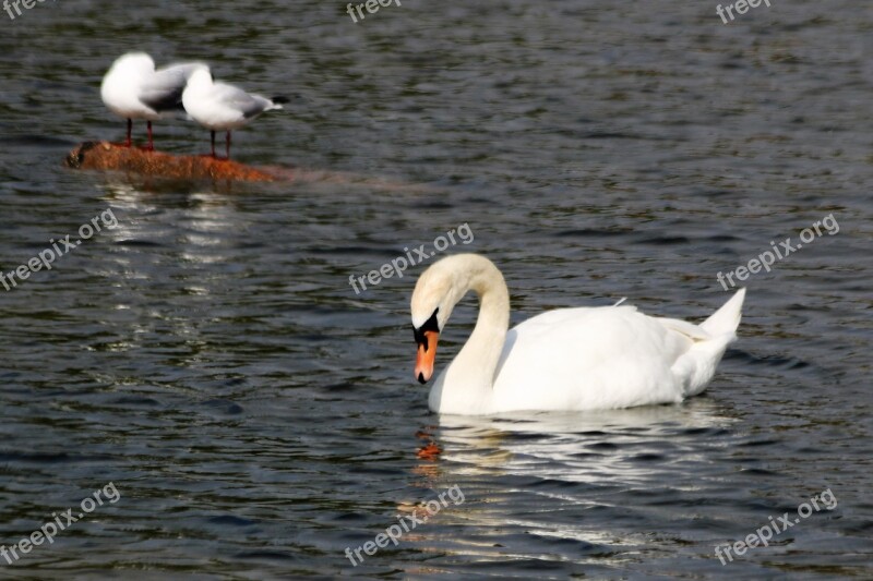 Logs Seagull Bird The Birds Sea