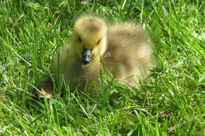 Gosling Goose Baby Animal Nature