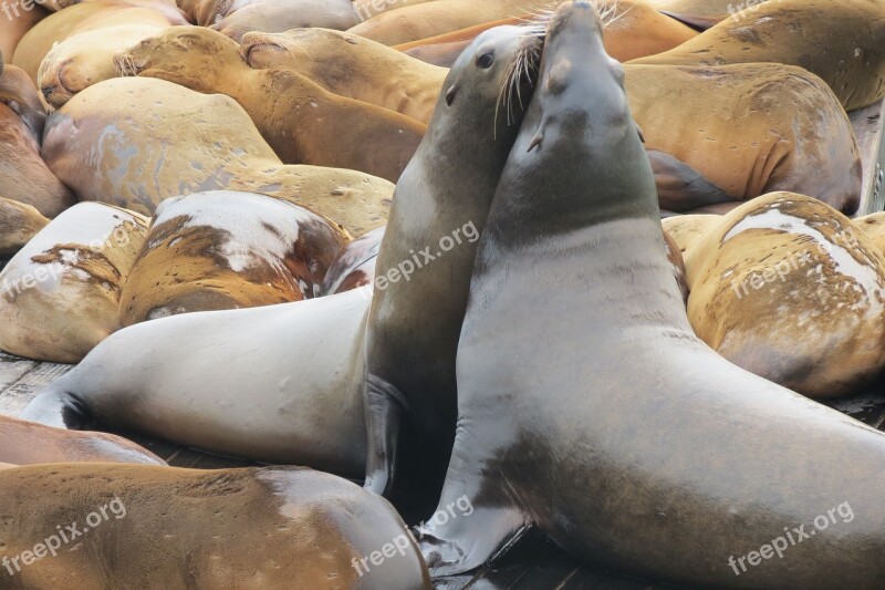 Sea ​​lion Nature Animal Water Sea Creature