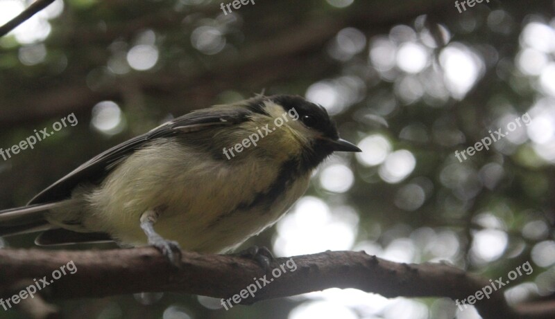 Bird Tit Garden Nature Summer