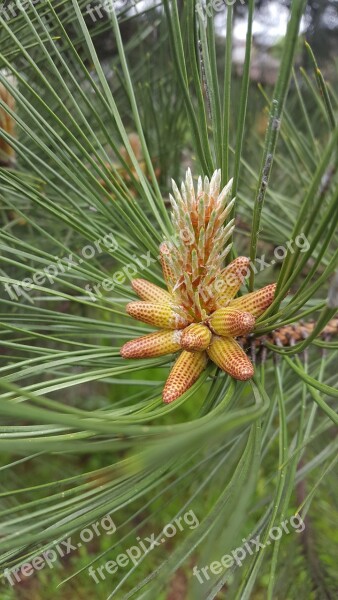 Fir Tree Dennenvrucht Forest Nature Free Photos