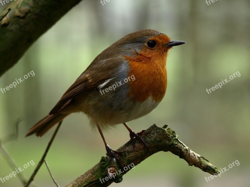 Robin Bird Nature Songbird Animal