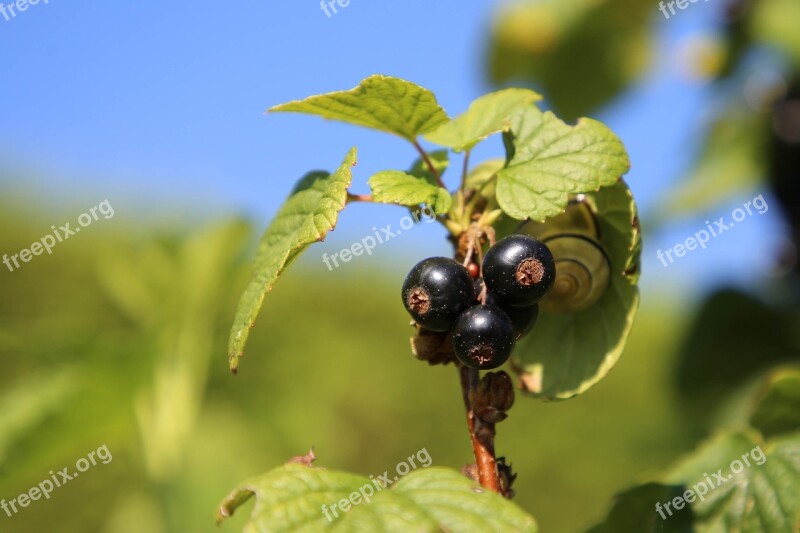 Currants Fruit Garden Fruits Berries